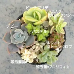 2026年最新】プロリフィカ錦の人気アイテム - メルカリ