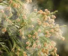 Item thumbnail for item d44a97e2-04ef-4328-8da9-02e315278bd3