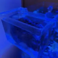 天然ライブロック　パン・デ・ムエルト