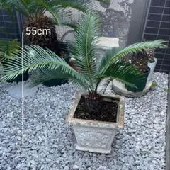 2025年最新】ソテツ 蘇轍の人気アイテム - メルカリ