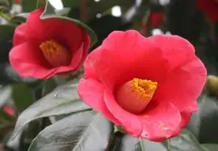 2026年最新】椿 ツバキの人気アイテム - メルカリ