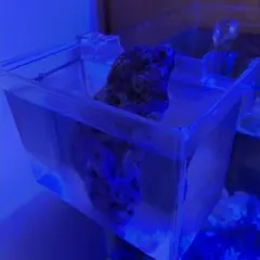 2026年最新】ライブロック 海水魚の人気アイテム - メルカリ