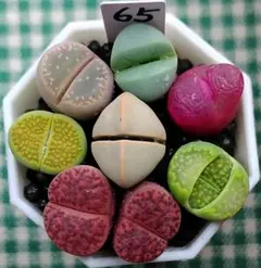 プロフみてねCOOKY様 リクエスト 3点 まとめ商品