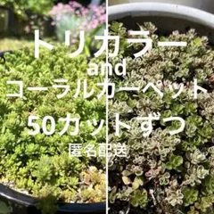 トリカラー　コーラルカーペット　50カットずつのサムネイル