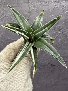 2026年最新】アガベ 氷山の人気アイテム - メルカリ