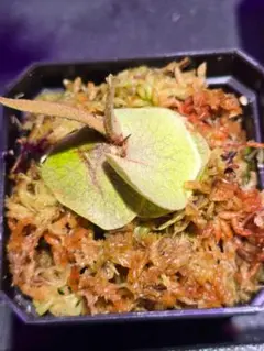 2026年最新】P.willinckii nanoの人気アイテム - メルカリ