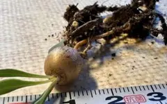 N*i様 No.s725オトンナ カカリオイデス 実生株塊根 コーデックス