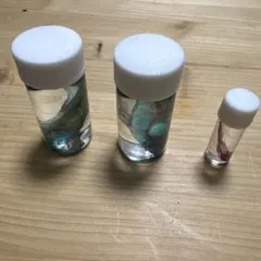 アフリカツメガエル 透明標本 透明骨格標本 - メルカリ