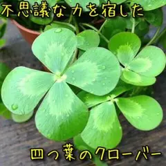 不思議な力を宿した四つ葉のクローバー 1 - メルカリ