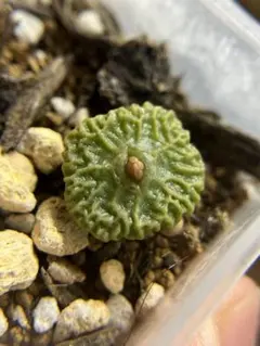 tetragonum DT7778 コノフィツム テトラゴナム - メルカリ