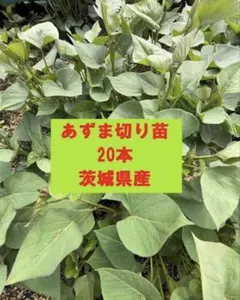 金時切り苗 20本 茨城県産 - メルカリ