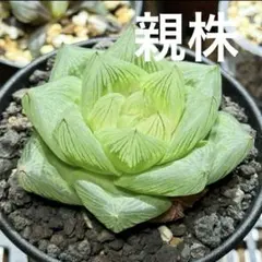 ナナクー様 リクエスト 2点 まとめ商品