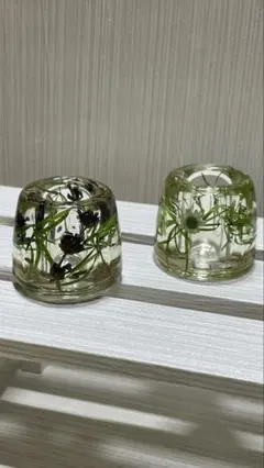 植物封入ハーバリウム 2個セット