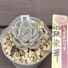 2026年最新】桃染華の人気アイテム - メルカリ