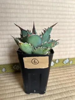 アガベ　覇王竜⑥のサムネイル