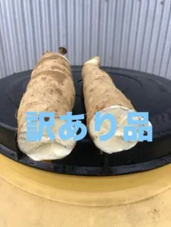 徳之島産キャッサバ生芋訳あり品3キロ入り訳あり品の為商品説明書を