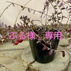 果樹　クランベリー（ツルコケモモ）のサムネイル