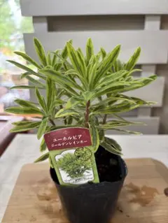 MOMO様 リクエスト 2点 まとめ商品