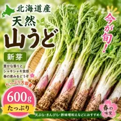 北海道産 山うど 500g 新芽 - メルカリ