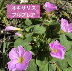 peace様 リクエスト 2点 まとめ商品