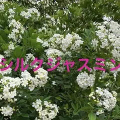 오키나와산 실크 자스민, 모종 제거 (310), 인기 관엽식물