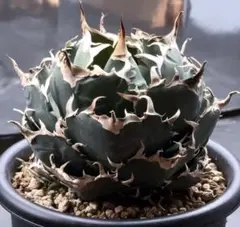 2025年最新】アガベの人気アイテム - メルカリ