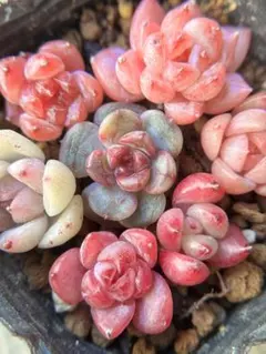 現品　超可愛い　新作　多肉植物　エケベリア　小苗　7株　5cm鉢