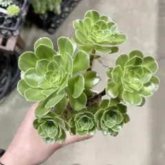 61#観葉植物アエオニウム錦❤️富士雪錦❤️1大頭12小頭17cm 拔き苗
