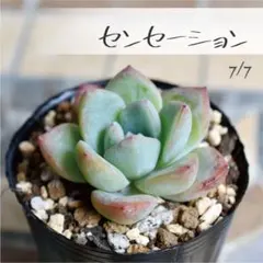 多肉植物【センセーション】エケベリア ポットごと or 抜き苗 6㎝ポットのサムネイル
