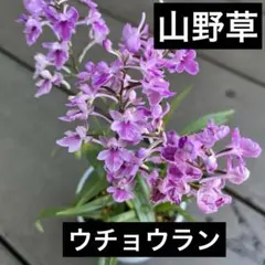 観葉植物　山野草　ウチョウランのサムネイル