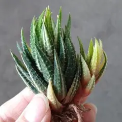 2025年最新】希少 アロエの人気アイテム - メルカリ