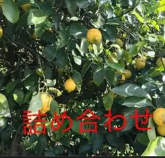 詰め合わせ5キロ