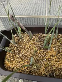 2025年最新】ブラヘアアルマータの人気アイテム - メルカリ