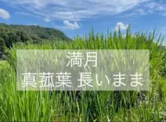 2026年最新】乾燥マコモ葉の人気アイテム - メルカリ