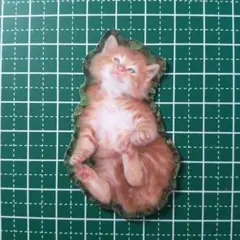 防水ステッカー　猫　動物　かわいい　おもしろグッズ　J-049