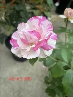 絞り咲き バラ 苗 鉢植え カメオのサムネイル