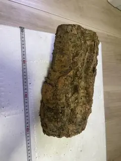 コルク樹皮 ポルトガル産 筒状 55x12cm 爬虫類 シェルター 003 - メルカリ