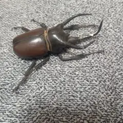 コーカサスオオカブト フィギュア