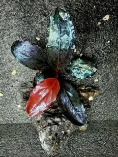 2026年最新】bucephalandraの人気アイテム - メルカリ