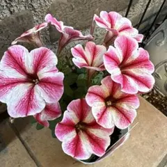 ペチュニア・セクレドスター