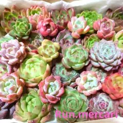 ☆まるちゃん☆多肉植物エケベリア❗訳あり苗＆在庫処分セット❗寄植えMIX 楽天市場】多肉植物 oriミックスベリア No.064 白玉美尼 多肉