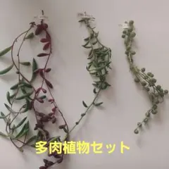 多肉植物セット ルビーネックレス　 三日月ネックレス　グリーンネックレス