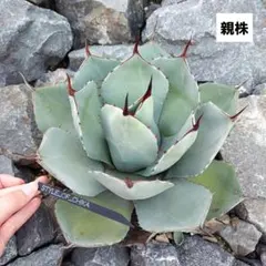 かぼちゃぷりん様 リクエスト 5点 まとめ商品
