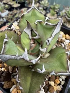 Agave 白鯨 極上 LED管理 スーパーボール中株 - メルカリ