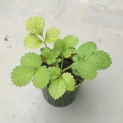 キンミズヒキ⭐苗のサムネイル