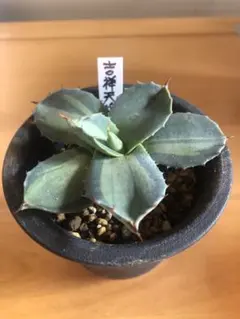 2025年最新】吉祥天錦の人気アイテム - メルカリ