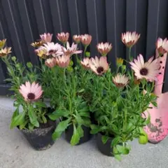 まい花様 リクエスト 2点 まとめ商品