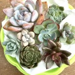 多肉植物 エケベリア 100個以上詰め合わせ セット - メルカリ