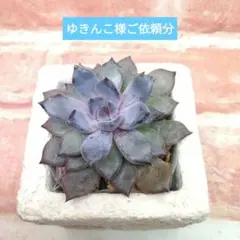ゆきんこ様ご依頼分 ブラックパール他 多肉 エケベリア
