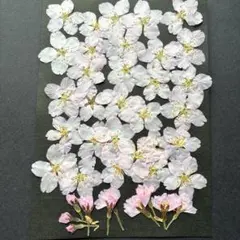 K-86 押し花 山 桜 さくら 押したてaz - メルカリ